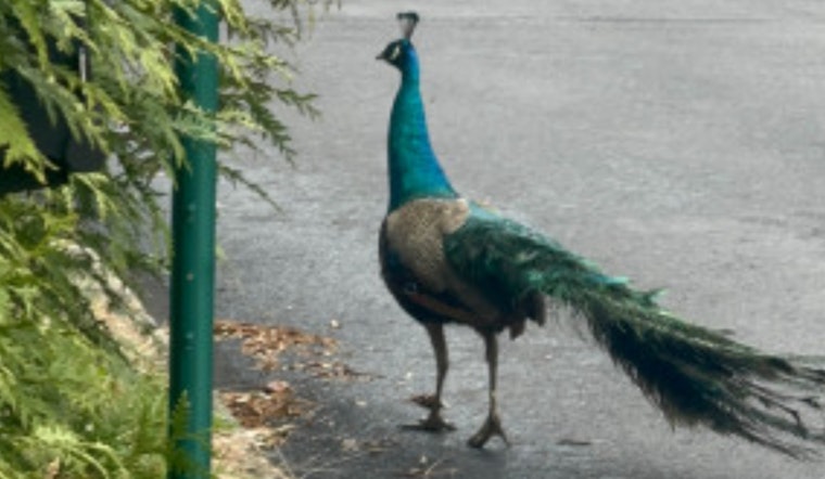 Runaway Peacock Struts Through Lower Moreland, Gives Cops the Slip