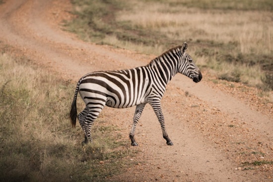 Runaway Zeus the Zebra Nabbed After Wild Roadside Stroll Near Lincoln