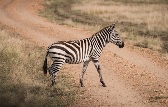 Runaway Zeus the Zebra Nabbed After Wild Roadside Stroll Near Lincoln