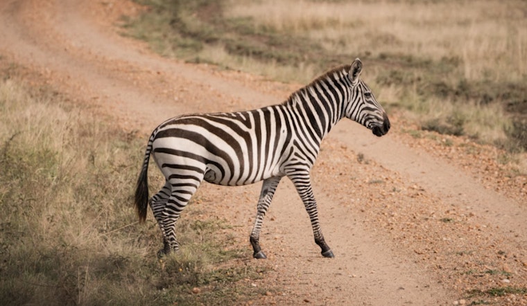 Runaway Zeus the Zebra Nabbed After Wild Roadside Stroll Near Lincoln
