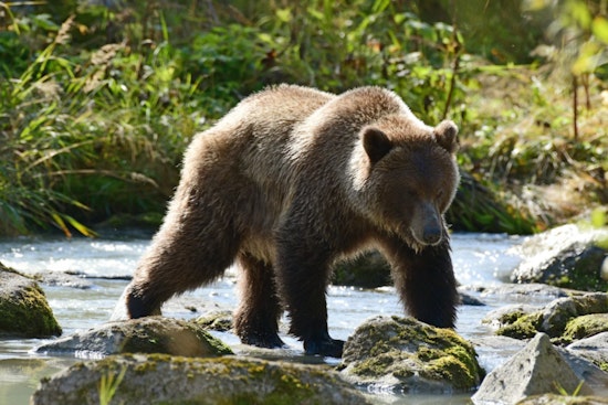 Sacramento Showdown as Grizzlies Could Roam California Again