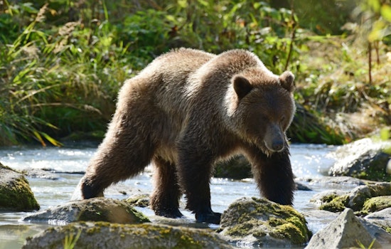 Sacramento Showdown as Grizzlies Could Roam California Again