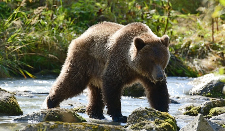 Sacramento Showdown as Grizzlies Could Roam California Again