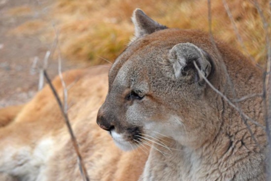 Salida On Alert As Young Mountain Lion Slips Past Elementary School