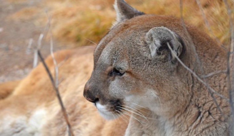 Salida On Alert As Young Mountain Lion Slips Past Elementary School