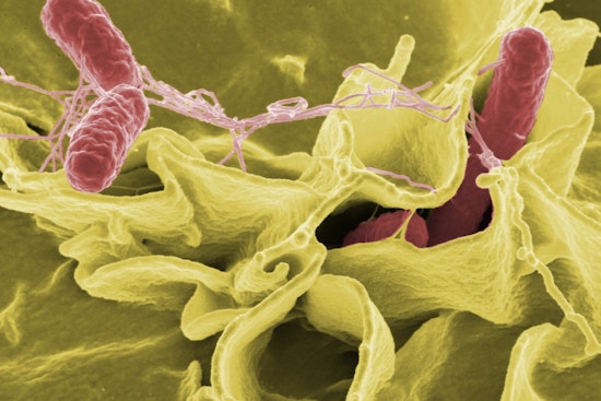 Salmonella Scare Pulls Cantaloupes Off New York Shelves