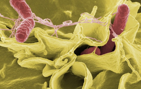 Salmonella Scare Pulls Cantaloupes Off New York Shelves