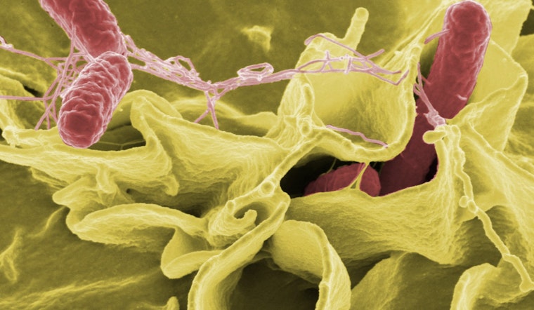Salmonella Scare Pulls Cantaloupes Off New York Shelves