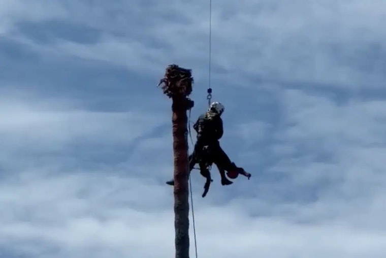 San Jose Palm Drama: Tree Trimmer Saved In Daring 75-Foot Air Rescue