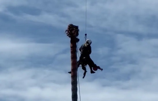 San Jose Palm Drama: Tree Trimmer Saved In Daring 75-Foot Air Rescue