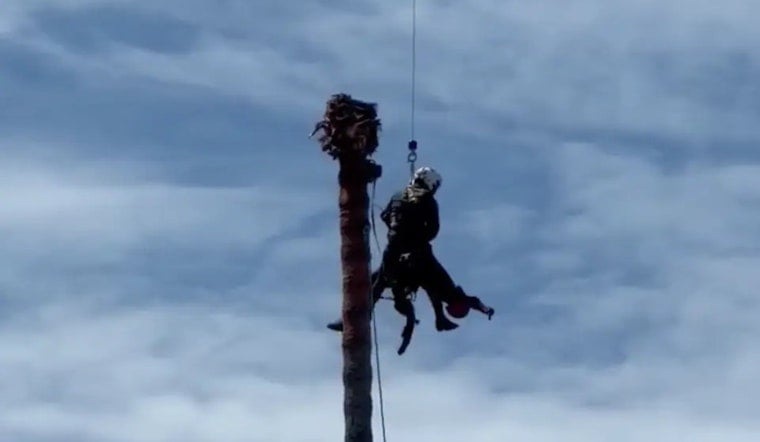 San Jose Palm Drama: Tree Trimmer Saved In Daring 75-Foot Air Rescue