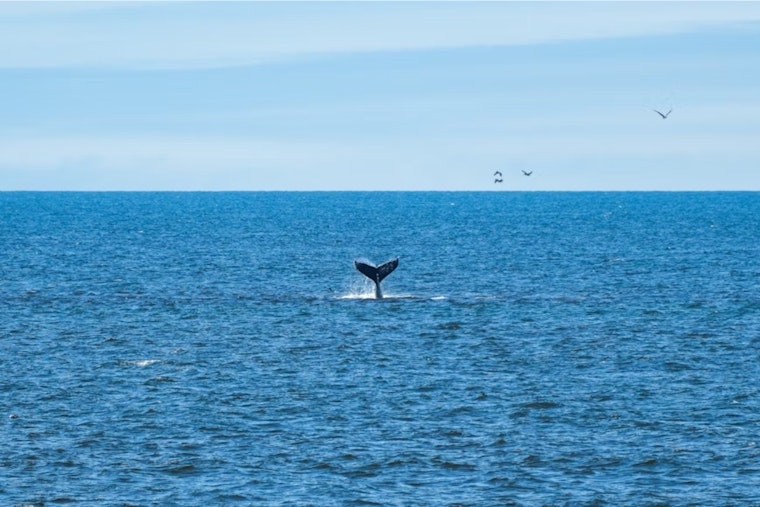 Save Willy Bill Takes Aim At Deadly Whale Toll In San Francisco Bay