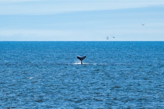 Save Willy Bill Takes Aim At Deadly Whale Toll In San Francisco Bay