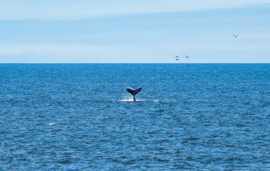 Save Willy Bill Takes Aim At Deadly Whale Toll In San Francisco Bay
