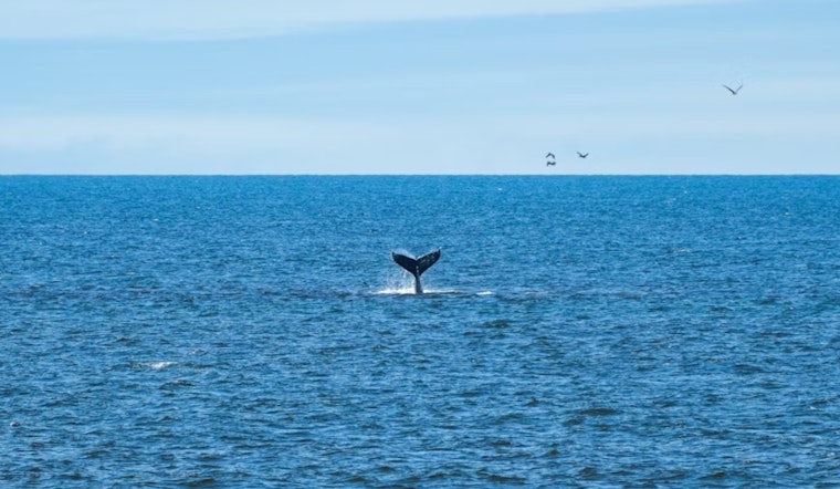 Save Willy Bill Takes Aim At Deadly Whale Toll In San Francisco Bay