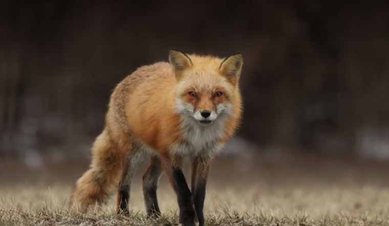 Seattle Coyotes Are Packing a Tapeworm Threat for Local Dogs