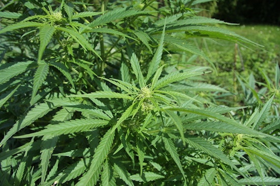 Seattle Doctors Sound Alarm as Potent Pot Sends More Patients to ER