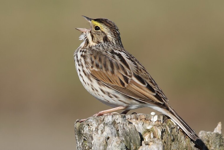 Seattle Parks Go Quiet as Bird Counts Crater 21 Percent