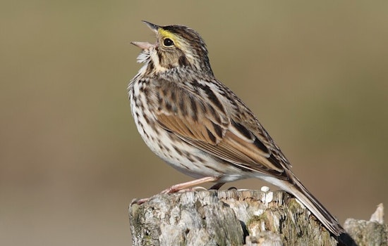 Seattle Parks Go Quiet as Bird Counts Crater 21 Percent