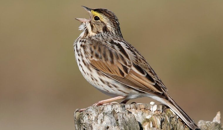 Seattle Parks Go Quiet as Bird Counts Crater 21 Percent