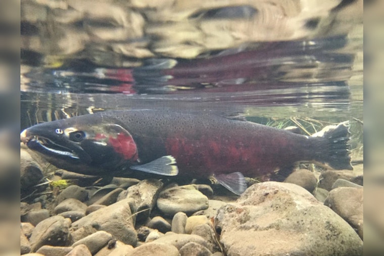 Seattle Tackles Tire Chemical That Kills Coho Salmon