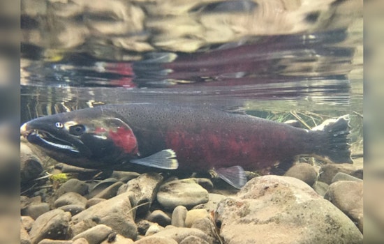 Seattle Tackles Tire Chemical That Kills Coho Salmon