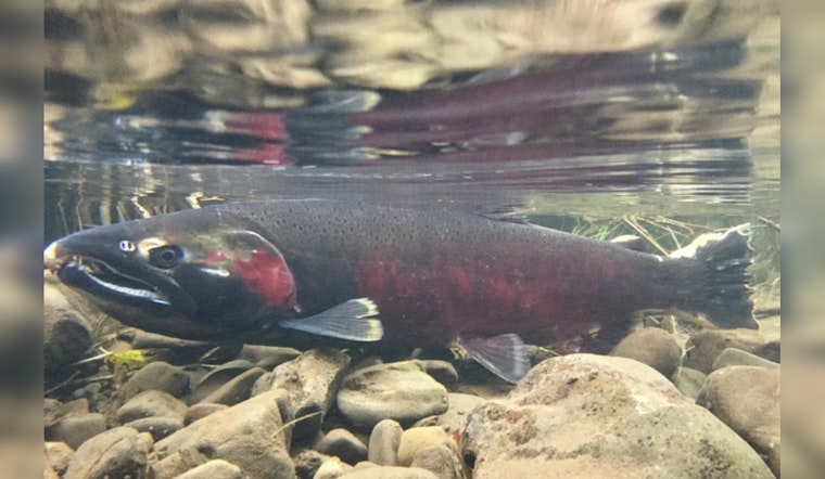 Seattle Tackles Tire Chemical That Kills Coho Salmon