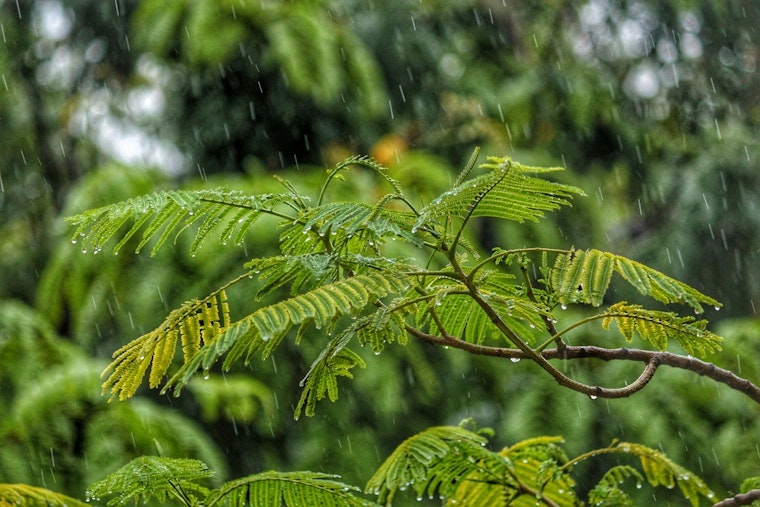 Seattle Weather: Rain Thursday, Warm Weekend Ahead
