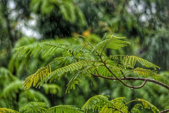 Seattle Weather: Rain Thursday, Warm Weekend Ahead