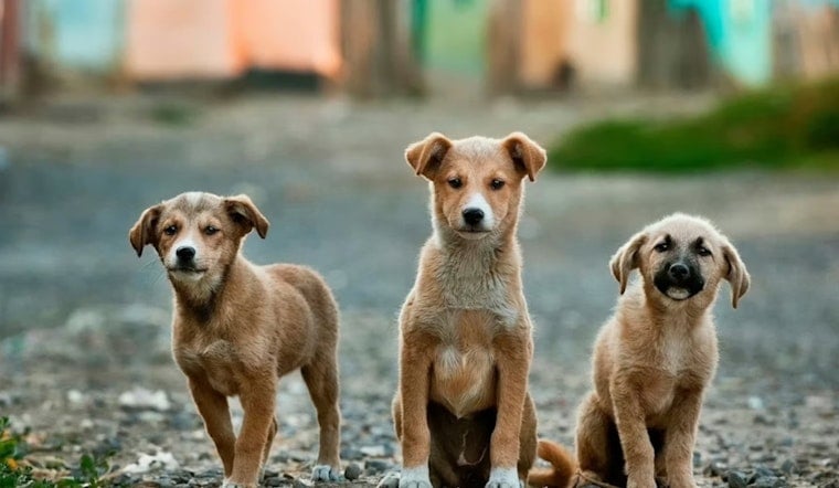 SF 'Dog Court' Sits Empty While Dog Bites Soar, Sherrill Demands Action