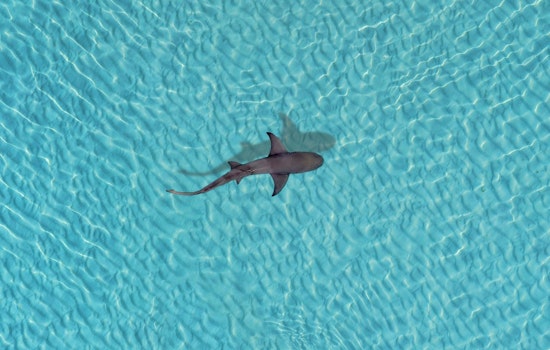 Sharks Go Wild Around Outer Banks Angler Trapped on Sea-Doo
