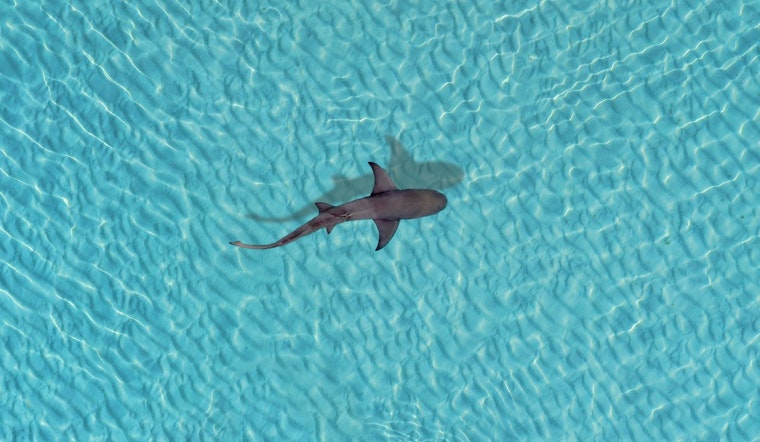 Sharks Go Wild Around Outer Banks Angler Trapped on Sea-Doo