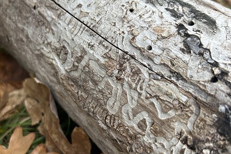 Silent Tree Killer Creeps Into Todd County, Triggers Ash Quarantine