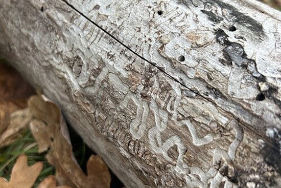 Silent Tree Killer Creeps Into Todd County, Triggers Ash Quarantine
