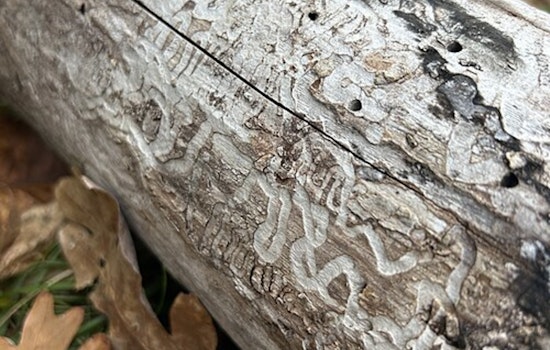 Silent Tree Killer Creeps Into Todd County, Triggers Ash Quarantine