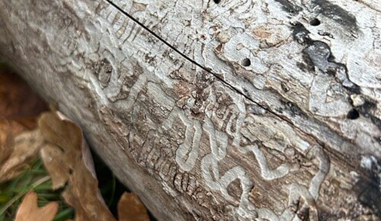 Silent Tree Killer Creeps Into Todd County, Triggers Ash Quarantine
