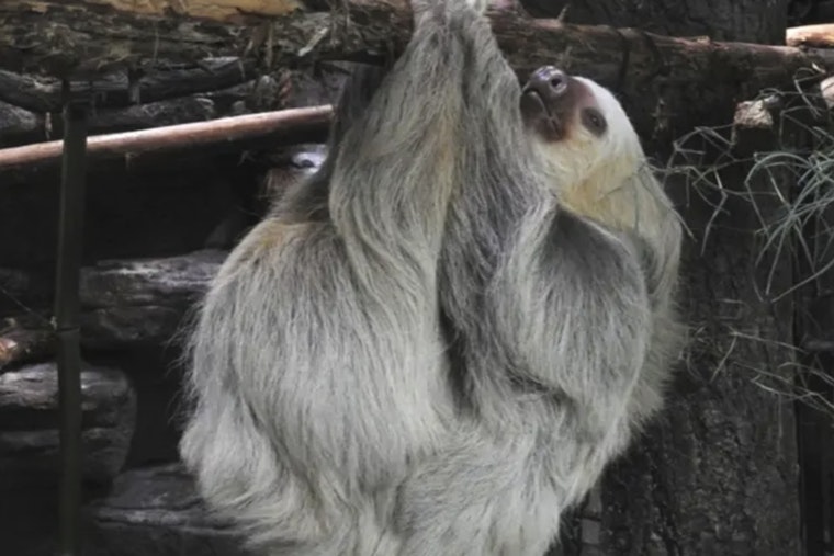Slow-Mo Stars: Saint Louis Zoo’s New Sloth Atrium Opens Tomorrow