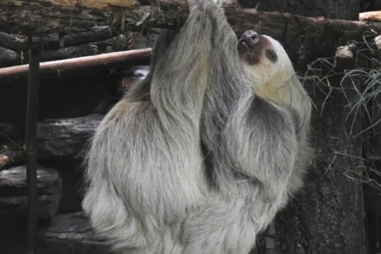 Slow-Mo Stars: Saint Louis Zoo’s New Sloth Atrium Opens Tomorrow