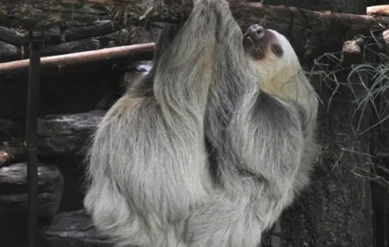 Slow-Mo Stars: Saint Louis Zoo’s New Sloth Atrium Opens Tomorrow