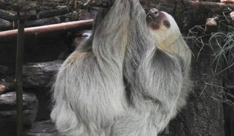 Slow-Mo Stars: Saint Louis Zoo’s New Sloth Atrium Opens Tomorrow