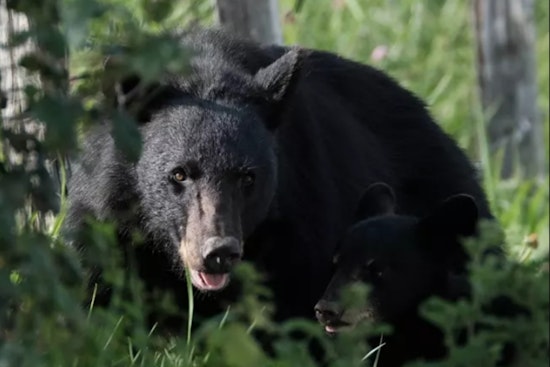 Smokies Close Ramsey Cascades After Three Bear Encounters