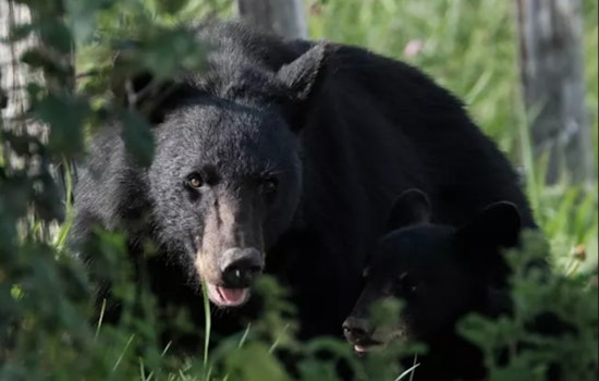 Smokies Close Ramsey Cascades After Three Bear Encounters