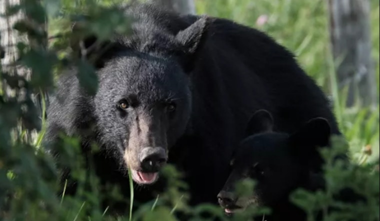 Smokies Close Ramsey Cascades After Three Bear Encounters
