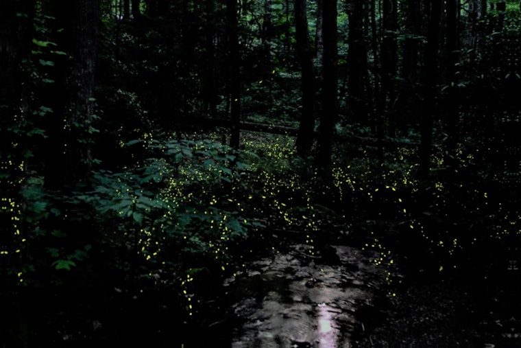 Smokies Firefly Lottery Opens April 24 For Elkmont Viewings