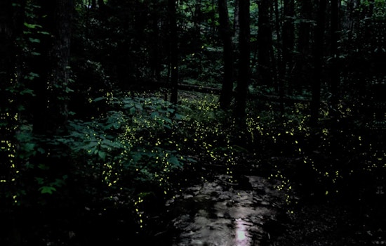 Smokies Firefly Lottery Opens April 24 For Elkmont Viewings