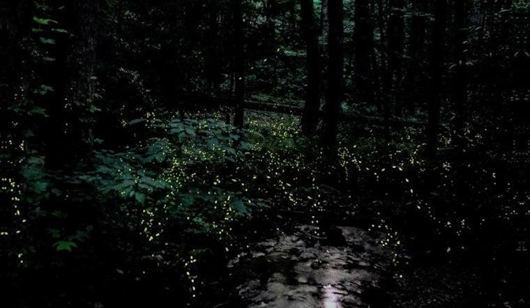 Smokies Firefly Lottery Opens April 24 For Elkmont Viewings