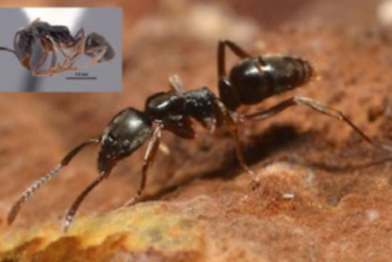 Sneaky Stinging Ants Invade Smokies Trails Near Knoxville