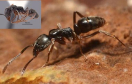 Sneaky Stinging Ants Invade Smokies Trails Near Knoxville