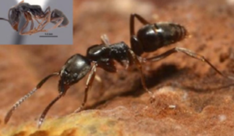 Sneaky Stinging Ants Invade Smokies Trails Near Knoxville
