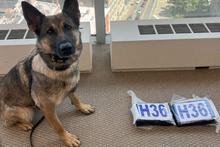 Sniffing Out Trouble: Auburn K-9 Helps Feds Crack Worcester Drug Ring